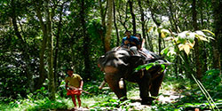 Elephant ride in Thekkady