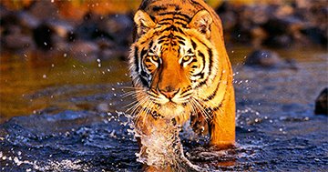 kerala wildlife